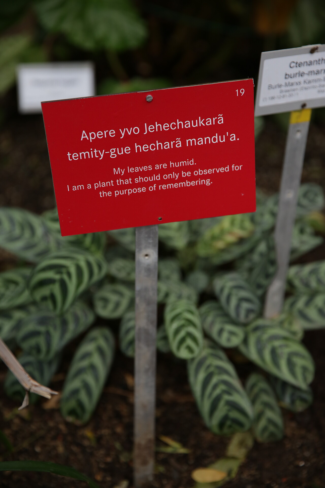 »You Will Go Away One Day But I Will Not«, plant name plate, Botanical Garden, Berlin, 2020
